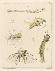 Plume Midge Larva by Robbert Muys