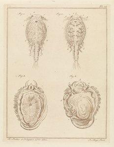 Crustacean and Mollusk by Robbert Muys