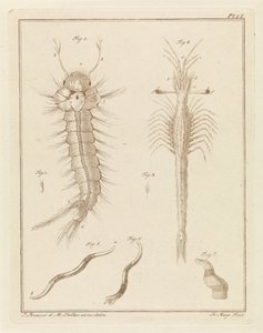 Mosquito, Slabber