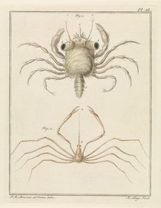 Beach Crab and a Type of Arrow Crab