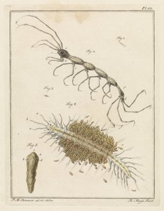 Teringlijdertje and a Bristle Worm