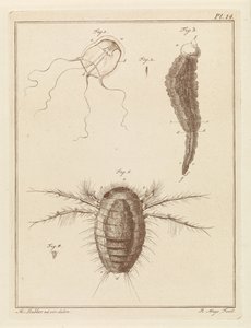 Various Sea Creatures by Robbert Muys
