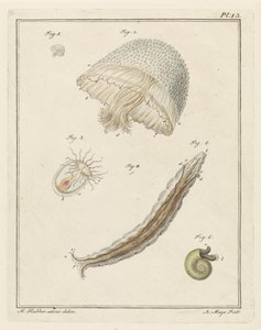Various Sea Creatures by Robbert Muys