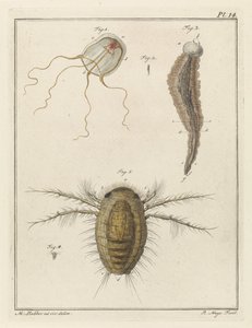 Various Sea Creatures by Robbert Muys