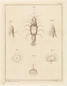 Various Sea Creatures by Robbert Muys