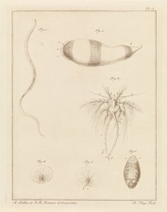 Various Sea Creatures