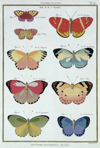 Butterflies from 
