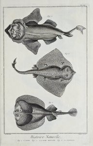 Illustration from 