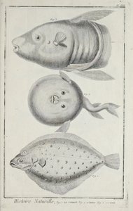 Illustration from 