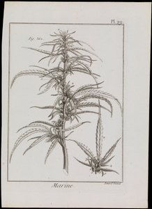 Marine Diagram of Flowers, c.1810 by Robert Benard