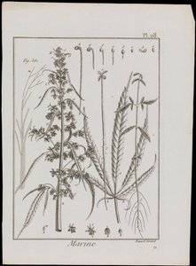Marine Diagram of Flowers, c.1810