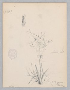 Flowering Plant by Robert Frederick Blum