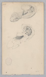 Shoe