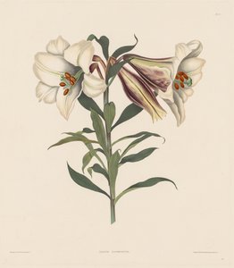 A Selection of Hexandrian Plants, Belonging to the Natural Order of Amaryllidae, 1831-1832