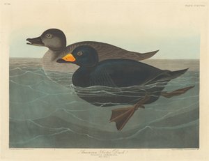 American Scoter Duck