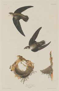 American Swift