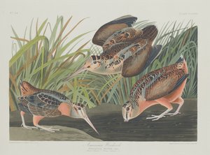 American Woodcock, 1835 by Robert Havell