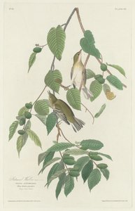 Autumnal Warbler by Robert Havell