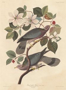 Band-tailed Pigeon, 1837 by Robert Havell