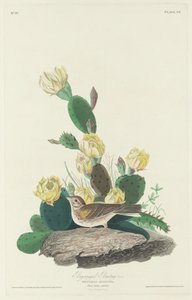 Bay-winged Bunting, 1830 by Robert Havell