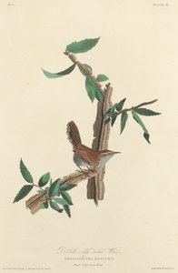 Bewick
