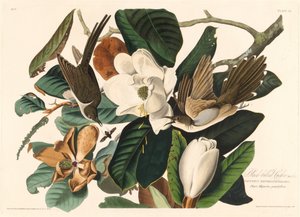 Black-billed Cuckoo by Robert Havell