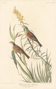 Black-throated Bunting