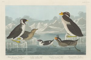 Black-throated Guillemot, Nobbed-billed Auk, Curled-Crested Auk and Horned-billed by Robert Havell