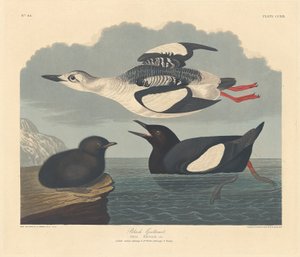 Black Guillemot