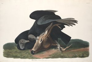 Black Vulture, 1831 by Robert Havell