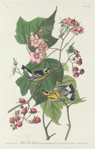 Black and Yellow Warbler by Robert Havell
