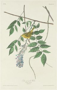 Blue-eyed Yellow Warbler by Robert Havell