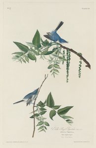 Blue-grey Flycatcher by Robert Havell