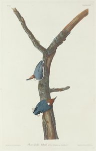 Brown-Headed Nuthatch, 1831 by Robert Havell