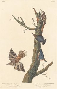 Brown Creeper and Californian Nuthatch by Robert Havell