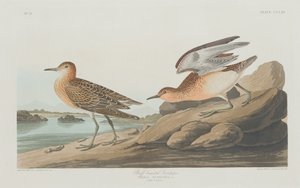 Buff-breasted Sandpiper by Robert Havell
