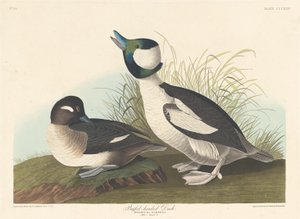 Buffel-headed Duck by Robert Havell