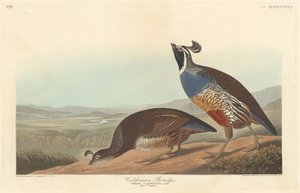 Californian Partridge by Robert Havell