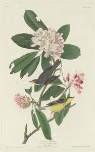 Canada Warbler, 1831