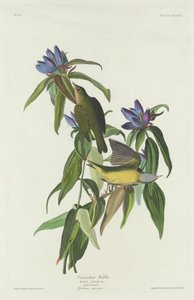 Connecticut Warbler by Robert Havell