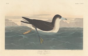 Dusky Petrel, 1836 by Robert Havell
