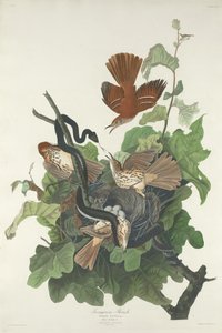 Ferruginous Thrush by Robert Havell