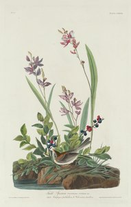 Field Sparrow by Robert Havell
