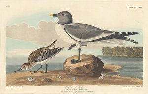 Fork-tailed Gull, 1835 by Robert Havell