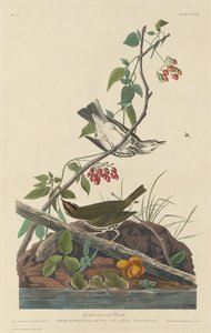 Golden-Crowned Thrush by Robert Havell