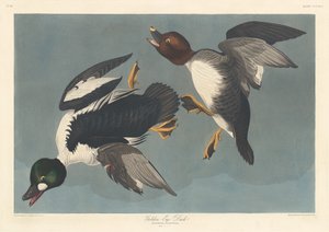 Golden-eye Duck by Robert Havell