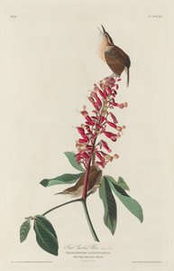 Great Carolina Wren by Robert Havell