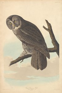 Great Cinereous Owl, 1837