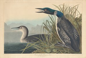 Great Northern Diver or Loon by Robert Havell