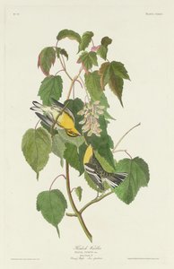 Hemlock Warbler, 1832 by Robert Havell